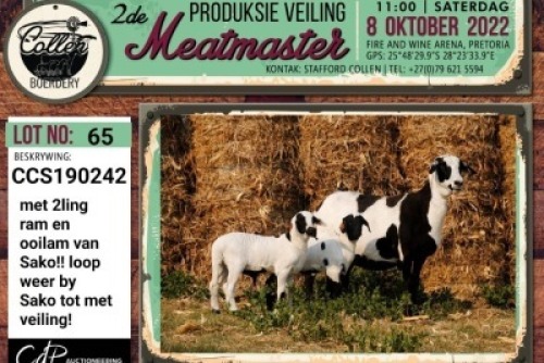 LOT 65 1+2X MEATMASTER OOI/EWE PREGNANT COLLEN BOERDERY