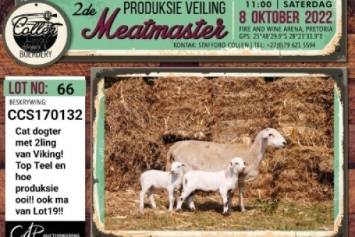 LOT 66 1+2X MEATMASTER OOI/EWE COLLEN BOERDERY