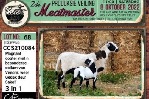 LOT 68 1+1X MEATMASTER OOI/EWE COLLEN BOERDERY