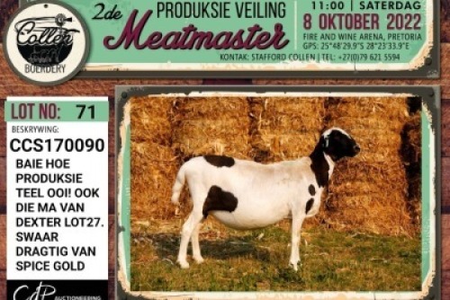 LOT 71 1X MEATMASTER OOI/EWE PREGNANT COLLEN BOERDERY