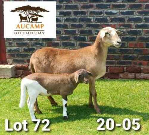 LOT 72 1+1X MEATMASTER OOI/EWE AUCAMP BOERDERY