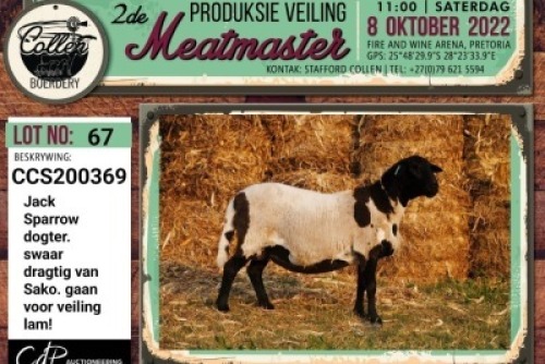 LOT 67 1+1X MEATMASTER OOI/EWE COLLEN BOERDERY