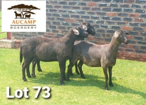 LOT 73 3X MEATMASTER OOI/EWE AUCAMP BOERDERY