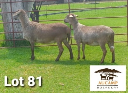 LOT 81 2X MEATMASTER OOI/EWE AUCAMP BOERDERY