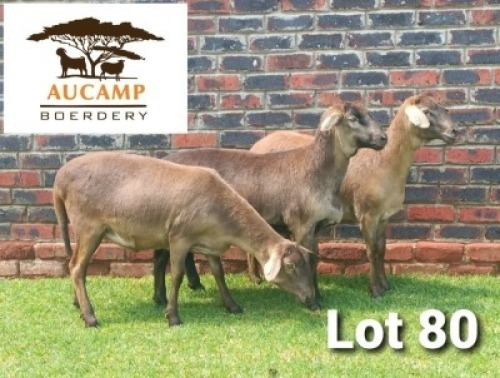 LOT 80 3X MEATMASTER OOI/EWE AUCAMP BOERDERY