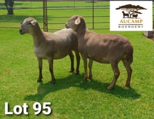 LOT 95 2X MEATMASTER OOI/EWE AUCAMP BOERDERY