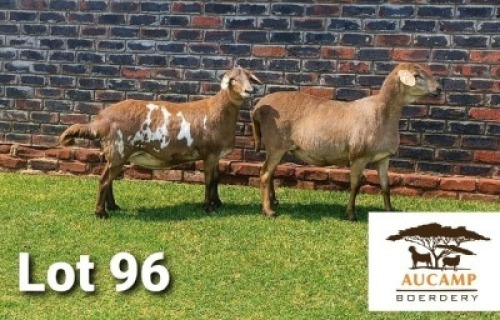 LOT 96 2X MEATMASTER OOI/EWE AUCAMP BOERDERY