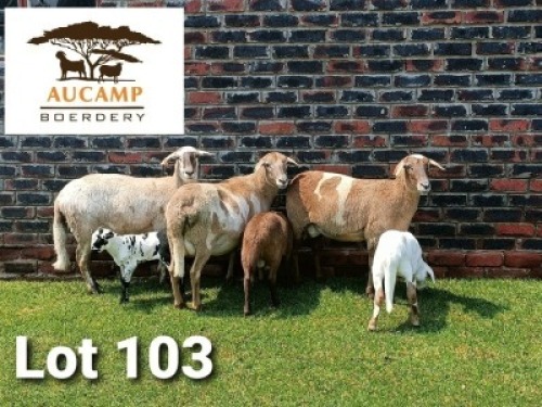 LOT 103 3+2X MEATMASTER OOI/EWE AUCAMP BOERDERY