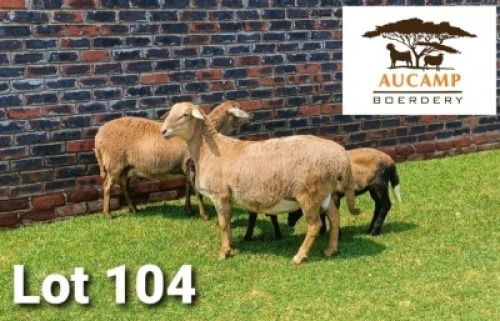 LOT 104 1+1X MEATMASTER OOI/EWE AUCAMP BOERDERY