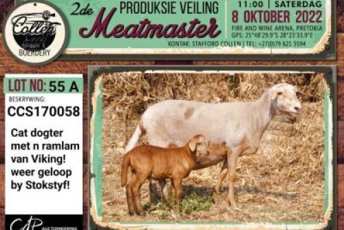 LOT 55 2+2X MEATMASTER OOI/EWE COLLEN BOERDERY