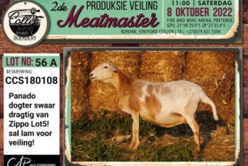 LOT 56 2+3X MEATMASTER OOI/EWE COLLEN BOERDERY
