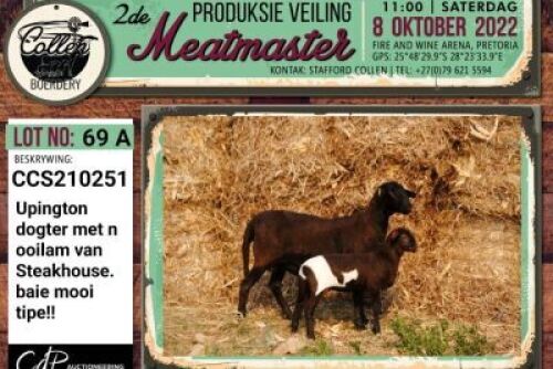 LOT 69 2+1X MEATMASTER OOI/EWE COLLEN BOERDERY