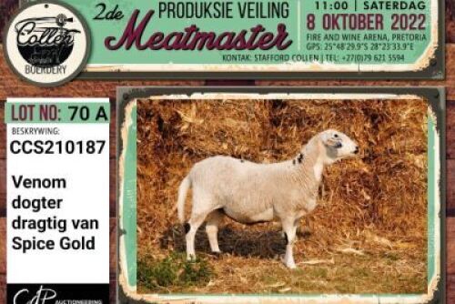 LOT 70 4X MEATMASTER OOI/EWE COLLEN BOERDERY
