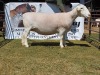 LOT 84 1X WIT DORPER FLOCK OOI/EWE WELLAWAY WITDORPERS