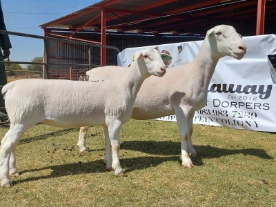 LOT 85 1+1X WIT DORPER FLOCK OOI/EWE WELLAWAY WITDORPERS