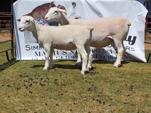 LOT 86 1+1X WIT DORPER FLOCK OOI/EWE WELLAWAY WITDORPERS