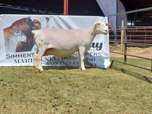 LOT 87 1X WIT DORPER FLOCK OOI/EWE WELLAWAY WITDORPERS