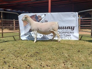 LOT 133 1X WIT DORPER FLOCK OOI/EWE WELLAWAY WITDORPERS