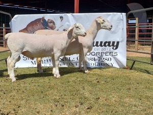 LOT 131 1+1X WIT DORPER FLOCK OOI/EWE WELLAWAY WITDORPERS