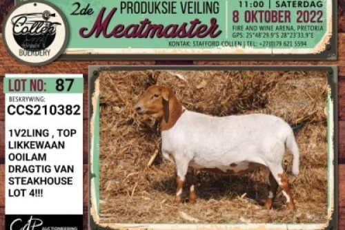 LOT 87 1X MEATMASTER OOI/EWE COLLEN BOERDERY