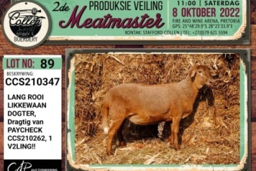 LOT 89 1X MEATMASTER OOI/EWE COLLEN BOERDERY