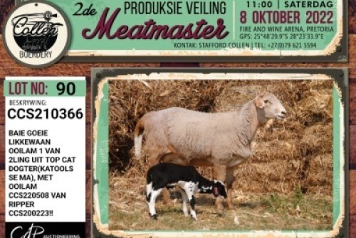 LOT 90 1+1X MEATMASTER OOI/EWE COLLEN BOERDERY