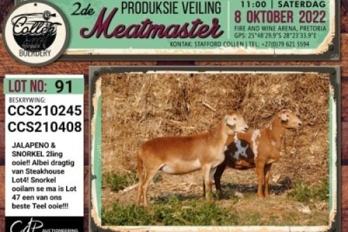 LOT 91 2X MEATMASTER OOI/EWE DRAGTIG COLLEN BOERDERY