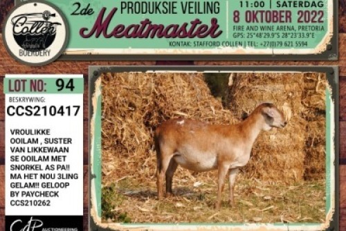 LOT 94 1X MEATMASTER OOI/EWE COLLEN BOERDERY