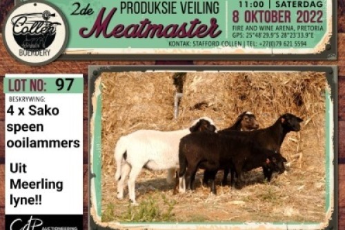 LOT 97 4X MEATMASTER OOI/EWE COLLEN BOERDERY