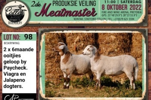 LOT 98 2X MEATMASTER OOI/EWE COLLEN BOERDERY
