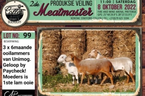 LOT 99 3X MEATMASTER OOI/EWE COLLEN BOERDERY