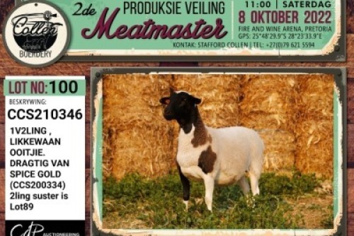 LOT 100 1X MEATMASTER OOI/EWE PREGNANT COLLEN BOERDERY