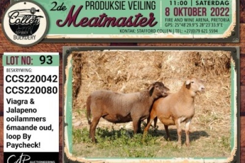 LOT 93 3X MEATMASTER OOI/EWE COLLEN BOERDERY