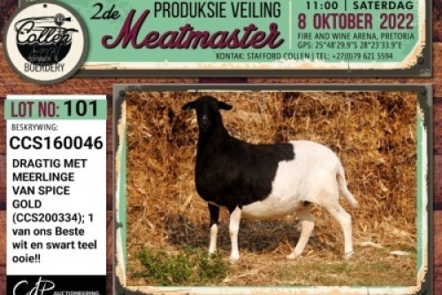 LOT 101 1X MEATMASTER OOI/EWE PREGNANT COLLEN BOERDERY