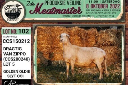 LOT 102 1X MEATMASTER OOI/EWE PREGNANT COLLEN BOERDERY