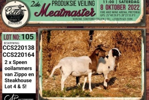 LOT 105 2X MEATMASTER OOI/EWE COLLEN BOERDERY