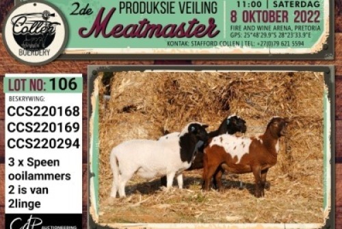 LOT 106 3X MEATMASTER OOI/EWE COLLEN BOERDERY