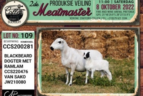 LOT 109 1+1X COMMERCIAL MEATMASTER OOI/EWE COLLEN BOERDERY