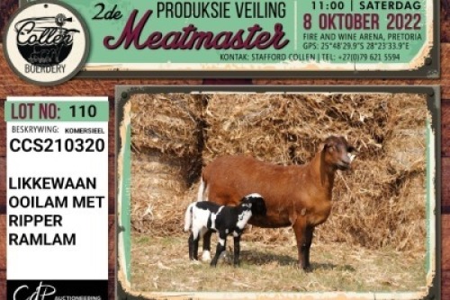 LOT 110 1+1X COMMERCIAL MEATMASTER OOI/EWE COLLEN BOERDERY