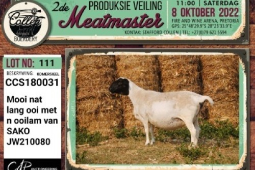 LOT 111 1+1X COMMERCIAL MEATMASTER OOI/EWE COLLEN BOERDERY