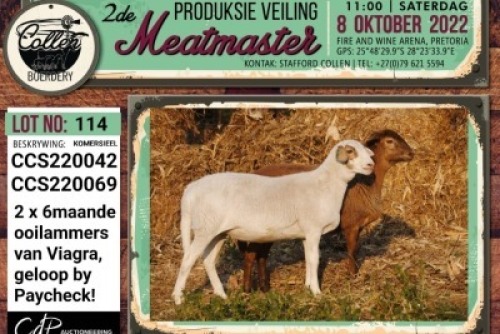 LOT 114 2X COMMERCIAL MEATMASTER OOI/EWE COLLEN BOERDERY