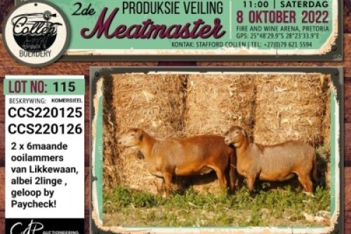 LOT 115 2X COMMERCIAL MEATMASTER OOI/EWE COLLEN BOERDERY