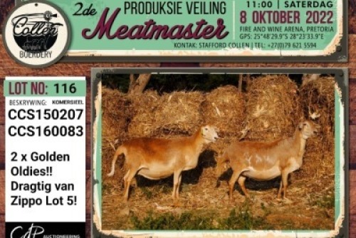 LOT 116 2X COMMERCIAL MEATMASTER OOI/EWE COLLEN BOERDERY