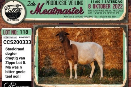 LOT 118 1X COMMERCIAL MEATMASTER OOI/EWE COLLEN BOERDERY