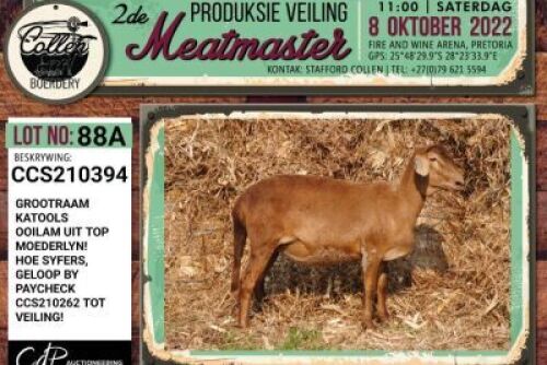 LOT 88 2X MEATMASTER OOI/EWE PREGNANT COLLEN BOERDERY