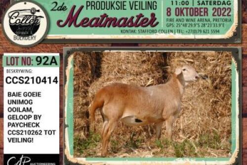 LOT 92 3X MEATMASTER OOI/EWE COLLEN BOERDERY