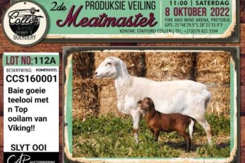 LOT 112 2+3X COMMERCIAL MEATMASTER OOI/EWE COLLEN BOERDERY