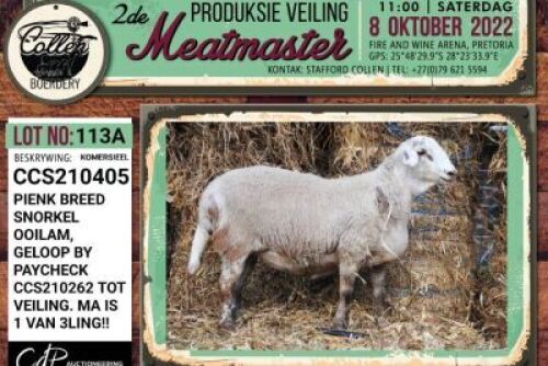LOT 113 3X COMMERCIAL MEATMASTER PREGNANT OOI/EWE COLLEN BOERDERY