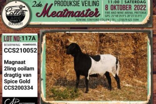 LOT 117 2X COMMERCIAL MEATMASTER OOI/EWE COLLEN BOERDERY