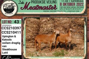 LOT 43 2X MEATMASTER OOI/EWE PREGNANT COLLEN BOERDERY